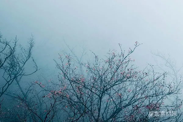 高清摄影 前景中一棵带粉色花朵的雾树