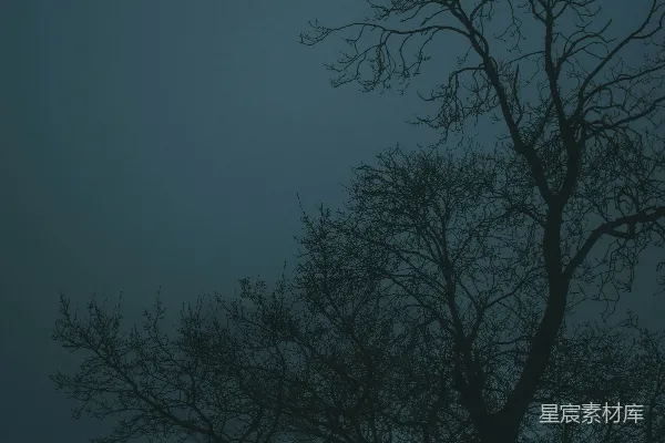 高清摄影 雾中的一棵树没有叶子