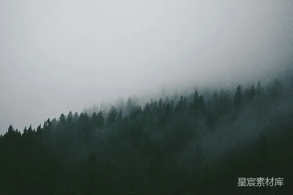 高清摄影 雾中的树林