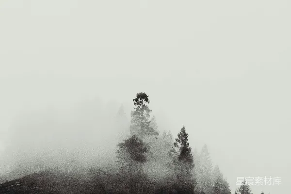 高清摄影 黑白照片中的山上树木