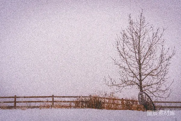 高清摄影 雪原中一棵孤树
