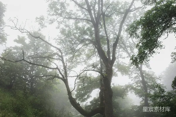 高清摄影 雾中的森林里有一棵突出的树。