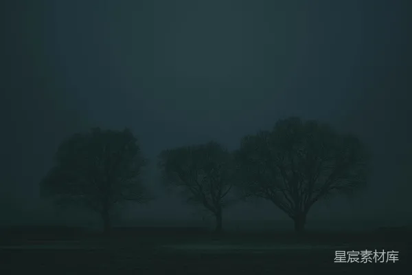 高清摄影 田野中的一群树木在夜晚