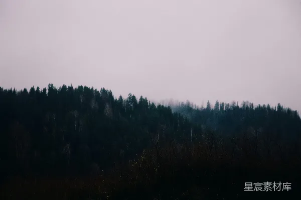 高清摄影 一棵树的森林