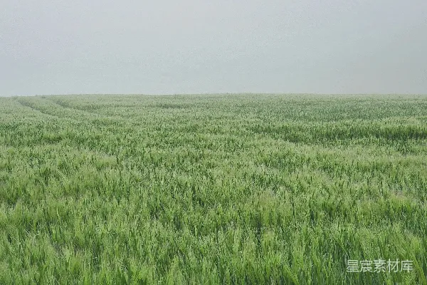 高清摄影 一大片绿色的草地，Konza Prairie自然保护区在背景中。
