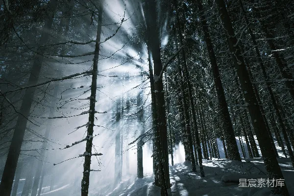高清摄影 裸露的树木覆盖着白雪