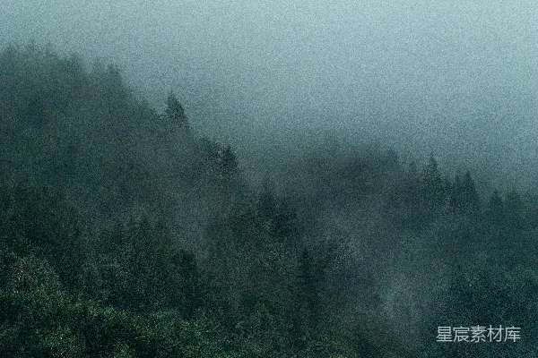 高清摄影 一棵树的森林