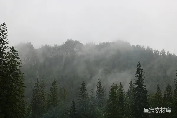 高清摄影 森林中的雾景照片