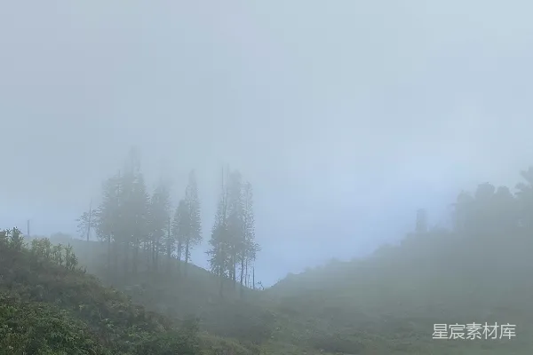 高清摄影 雾天里的绿树