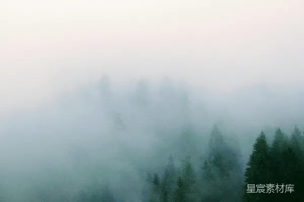 高清摄影 被雾覆盖的森林