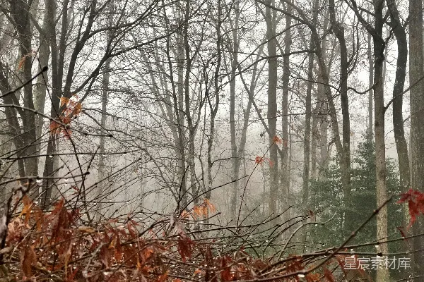 高清摄影 一片覆盖着树叶的森林