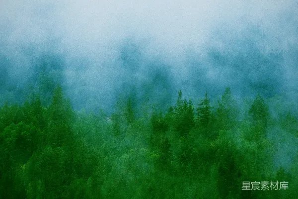 高清摄影 一片绿树成荫的森林