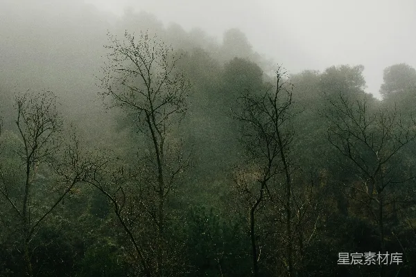 高清摄影 白天天地上绿树间