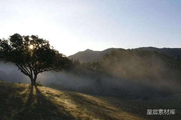 高清摄影 山上的树
