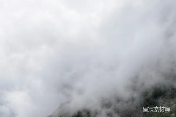 高清摄影 一棵树的森林