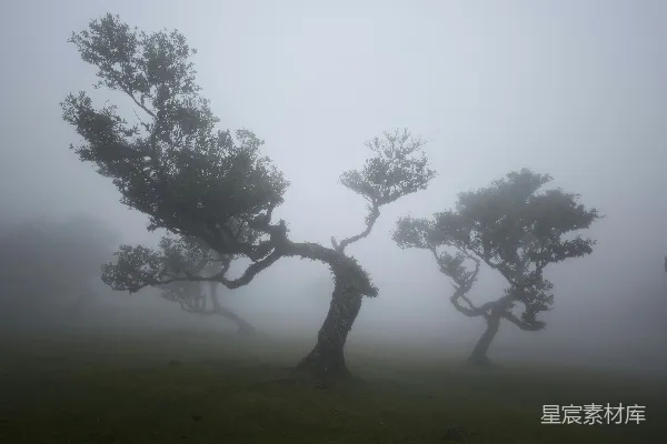 高清摄影 一片雾气笼罩的田野，前景有三棵树。