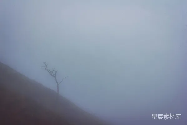 高清摄影 山头一片雾气中的一棵树