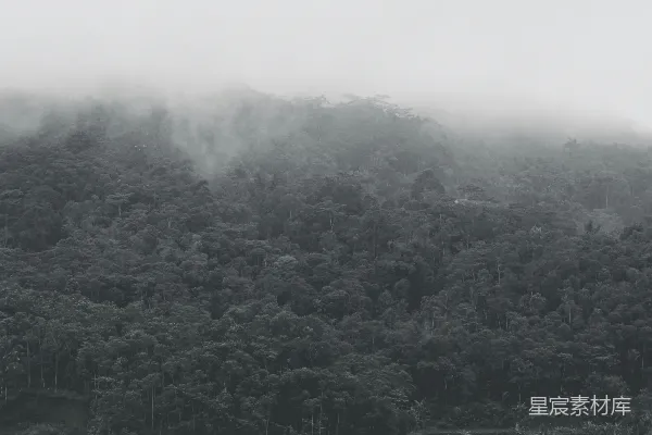 高清摄影 树丛中的房子