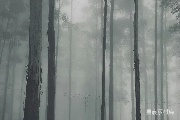 高清摄影 充满高大树木的森林