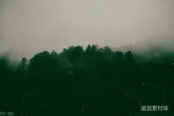 高清摄影 一幅黑白照片中的雾气森林