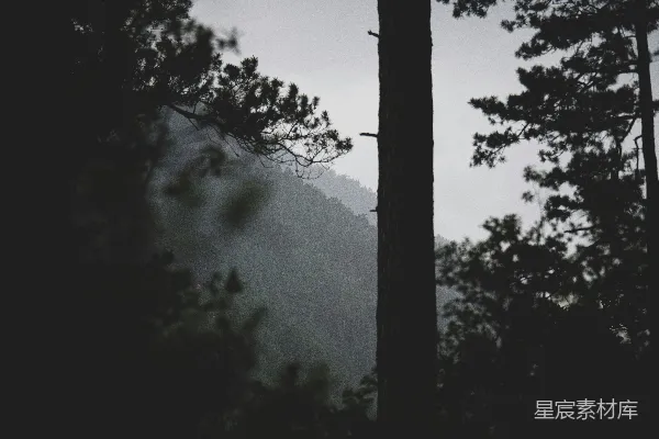 高清摄影 满是高大树木的森林