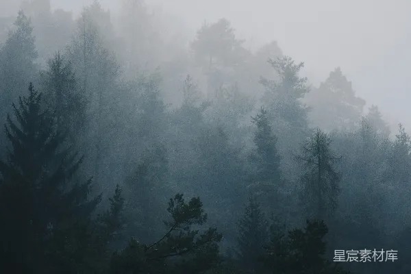 高清摄影 白天树木笼罩的雾气