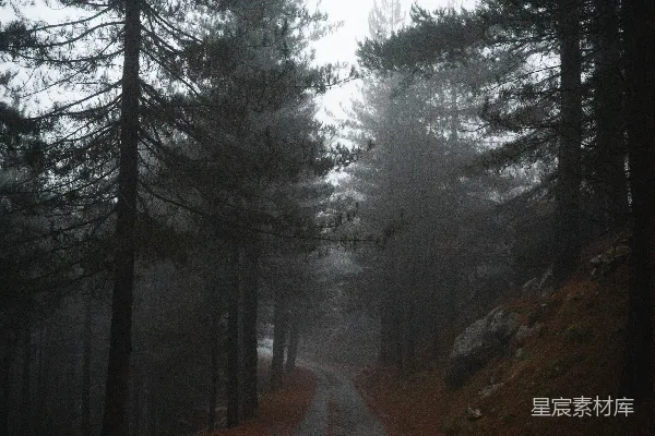 高清摄影 路在树木之间的白天