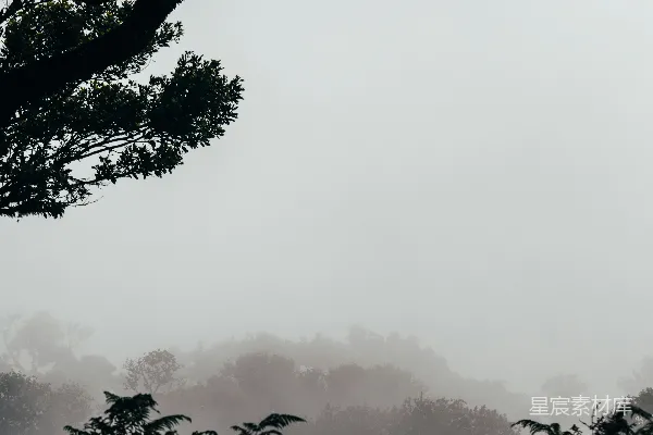 高清摄影 雾蒙蒙的森林，树木和灌木丛。