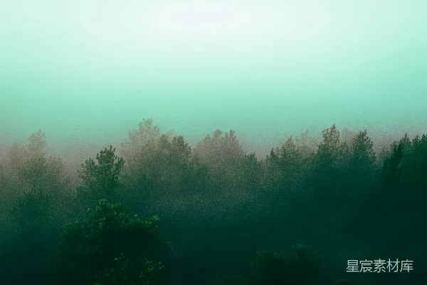 高清摄影 满是树木的雾林