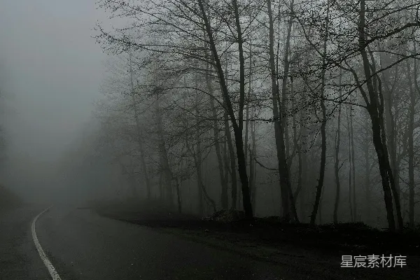 高清摄影 路边有树的道路