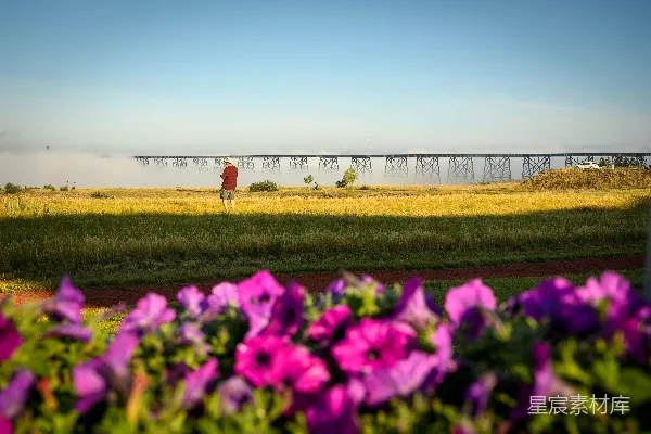 高清摄影 粉色花瓣的花朵特写摄影