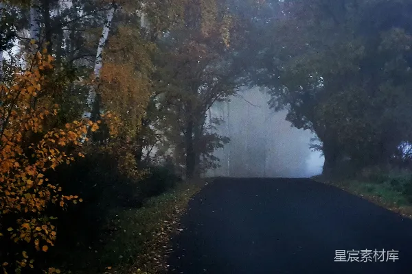 高清摄影 一条被树木和落叶环绕的雾气缭绕的道路