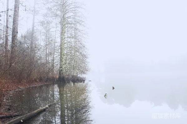 高清摄影 树旁的水域