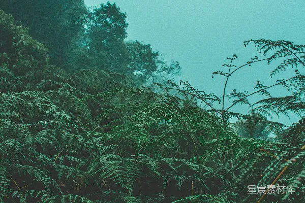 高清摄影 绿叶植物
