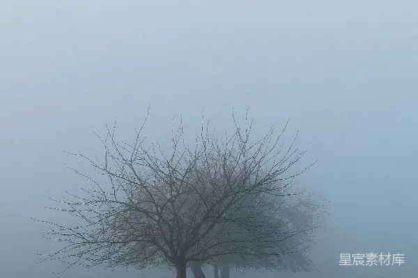 高清摄影 无叶的树在褐色的田野上