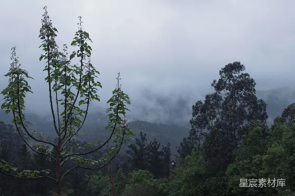 高清摄影 背景中有树木和山峰的雾林