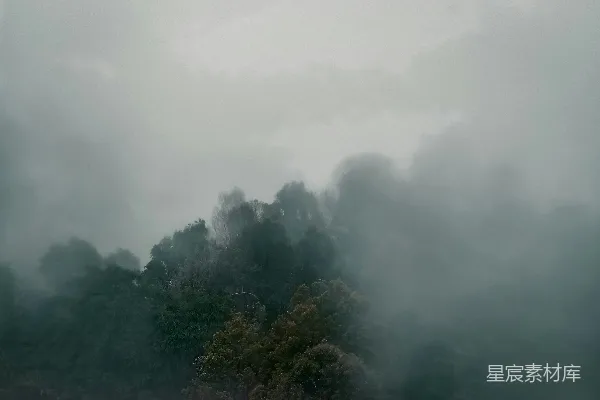 高清摄影 树被薄雾缭绕，阴郁迷茫。