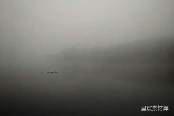 高清摄影 鸭子在水面的黑白摄影