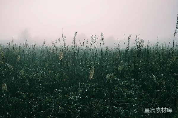 高清摄影 绿色草地