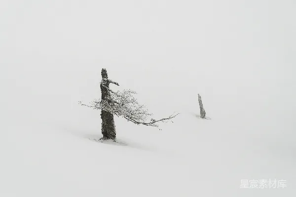 高清摄影 雪地中一棵孤树