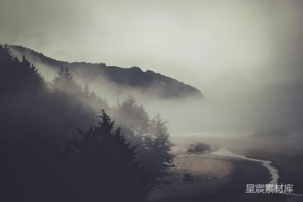高清摄影 白天树木的轮廓影子