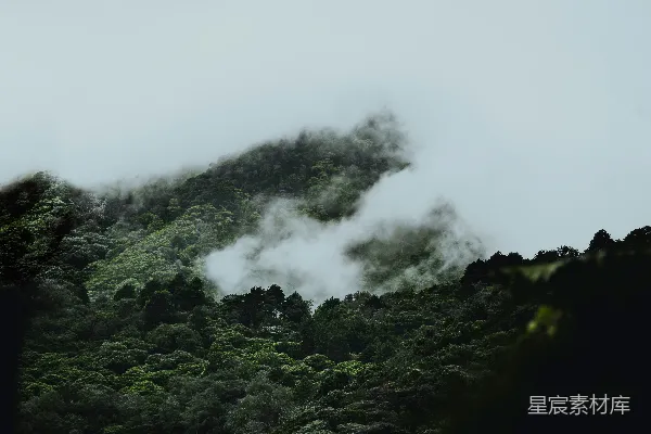 高清摄影 云雾覆盖的山中树木在阴天中的景象
