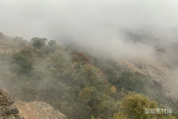 高清摄影 绿树