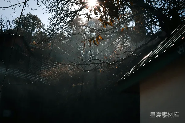 高清摄影 棕色树上挂着串灯