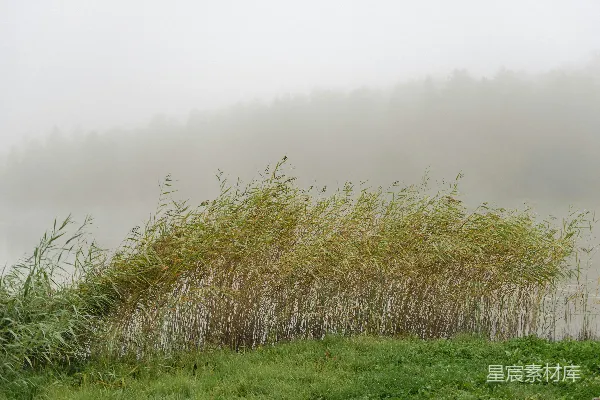 高清摄影 前景中一片茂密的草丛和一片雾气笼罩的田野。