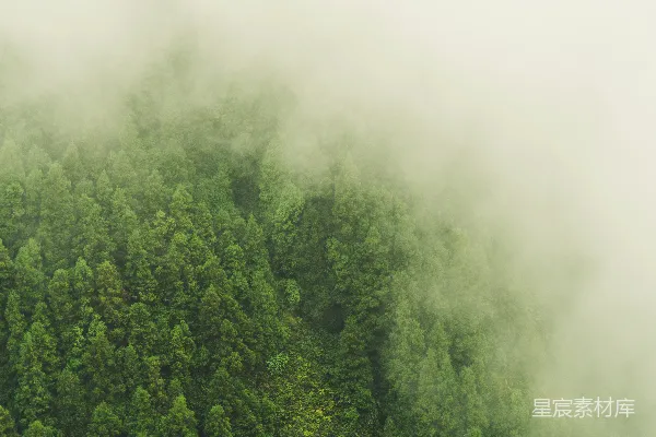 高清摄影 森林的顶视图