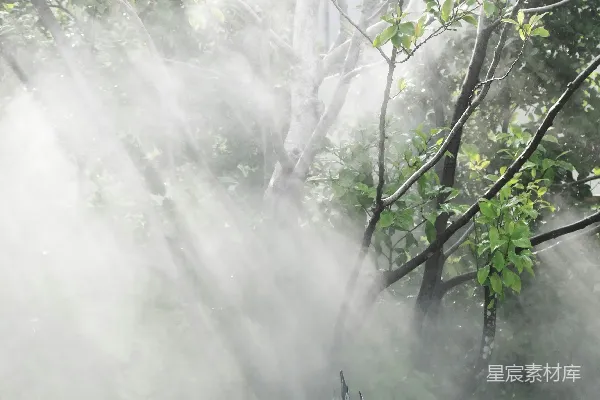 高清摄影 晨雾中的阳光透过茂密的绿树和植物。