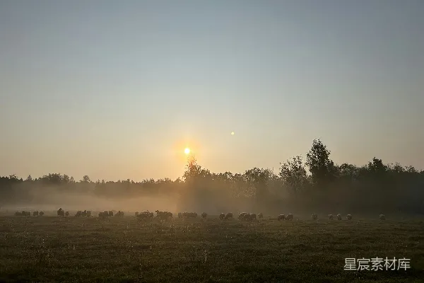 高清摄影 一群牛在一片肥沃的绿草地里吃草