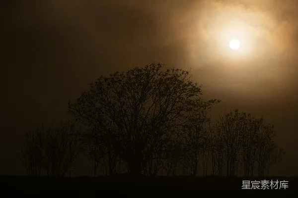 高清摄影 夕阳下的树影轮廓