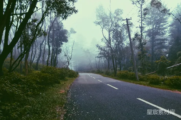 高清摄影 灰暗的混凝土道路两侧是绿树，在雾天里显得格外清晰。